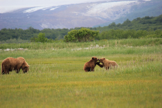 Illustration for article titled Please Enjoy This Gallery Of Amazing Bear Photos